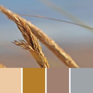 Beach Grass Palette c-114 Premo