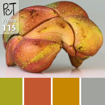 Odd Seed Pod Palette c-115 Premo