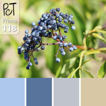 Elderberry Palette c-118 Premo