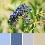 Elderberry Palette c-118 Premo