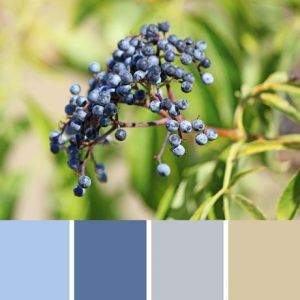 Elderberry Palette c-118 Premo