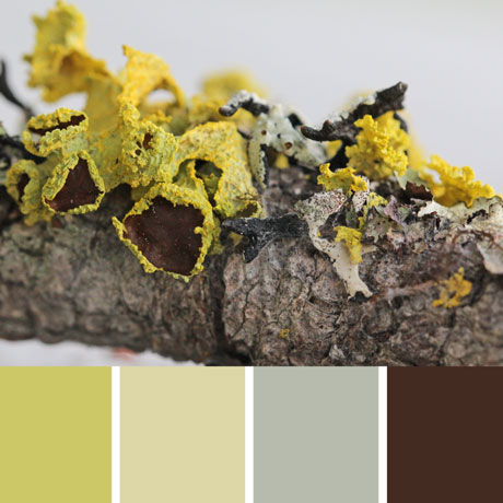 Lichen Branch Palette c-120 Premo