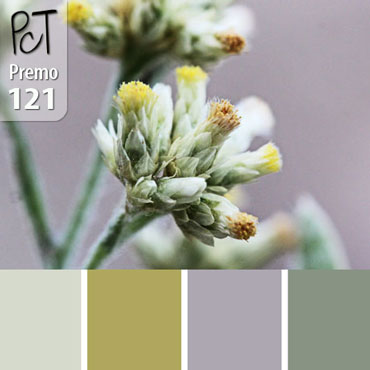 Everlasting Palette c-121 Premo