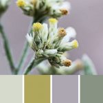 Everlasting Palette c-121 Premo