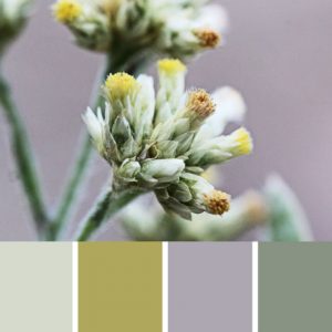 Everlasting Palette c-121 Premo