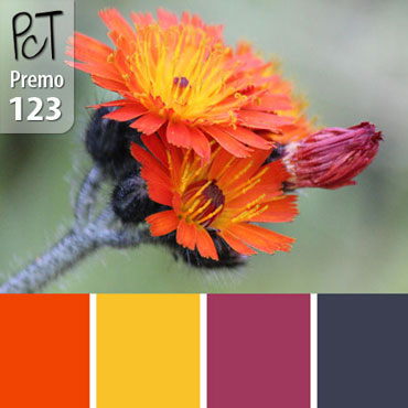 Hawkweed Palette c-123 Premo