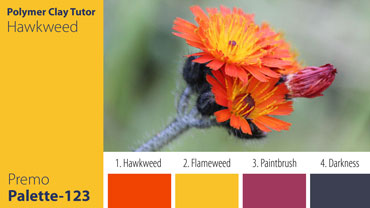 Hawkweed Palette c-123 Premo