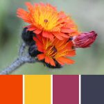 Hawkweed Palette c-123 Premo