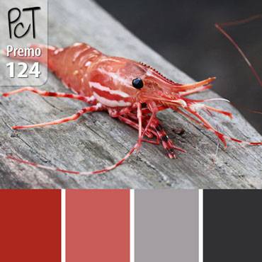 Tiger Prawn Palette c-124 Premo