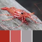 Tiger Prawn Palette c-124 Premo