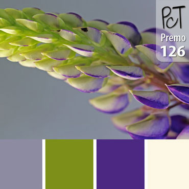 Lupine Palette c-126 Premo