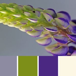 Lupine Palette c-126 Premo