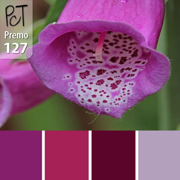 Digitalis Purpurea Palette c-127 Premo