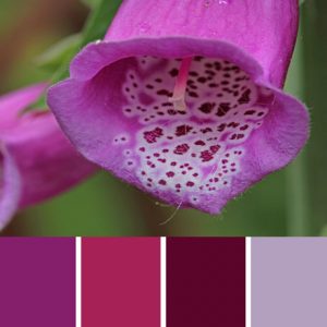 Digitalis Purpurea Palette c-127 Premo