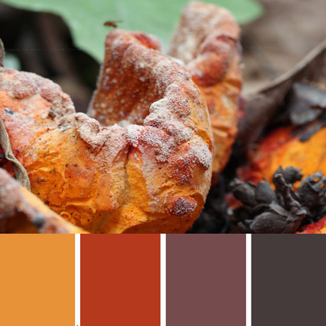 Poisonous Mushroom Palette c-130 Premo