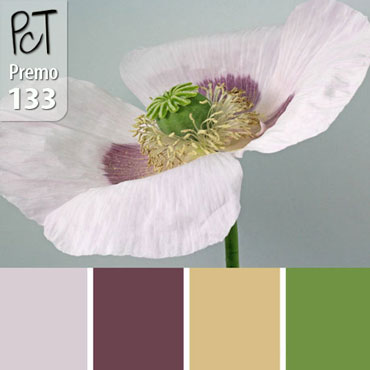 Pale Purple Poppy Palette c-133 Premo