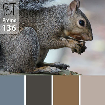 Gray Squirrel Palette c-136 Premo