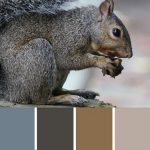 Gray Squirrel Palette c-136 Premo
