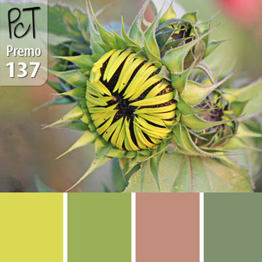 Unfurling Sunflower Palette c-137 Premo