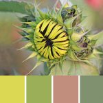 Unfurling Sunflower Palette c-137 Premo