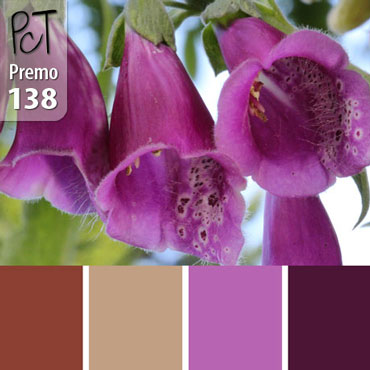 Purple Foxgloves Palette c-138 Premo