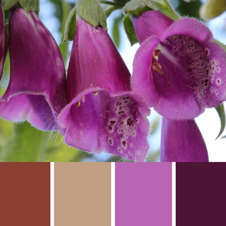 Purple Foxgloves Palette c-138 Premo