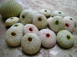 2008-05-19-polymer-clay-sea-urchins-heather-power