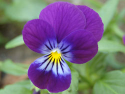 2008-05-26-cane-inspiration-pansy-flower