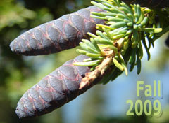 2009-09-20-fall-jewelry-trends-2009-08-28-048