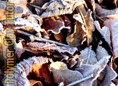2009-12-10-frosty-leaves-2007-11-23-006