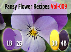 2010-02-07-pansy-flower-color-recipes-kato-009-b